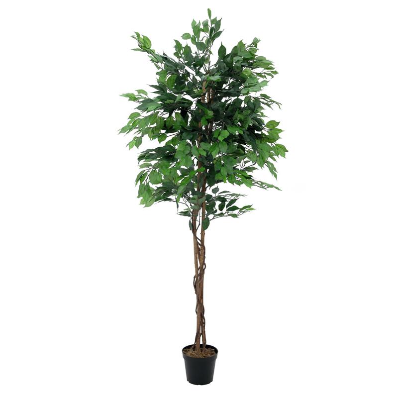 EUROPALMS Ficus Tree Multi-Trunk, 210cm