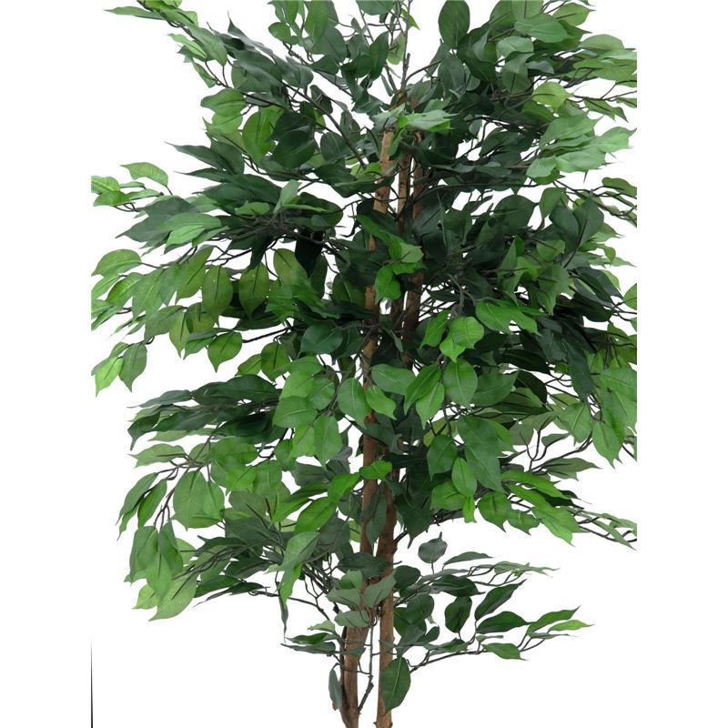 EUROPALMS Ficus Tree Multi-Trunk, 210cm