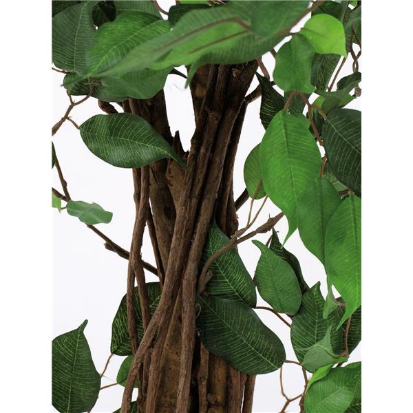 EUROPALMS Ficus Tree Multi-Trunk, 210cm