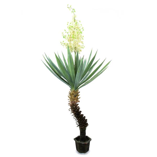 EUROPALMS Yucca palm with blossoms, 222cm