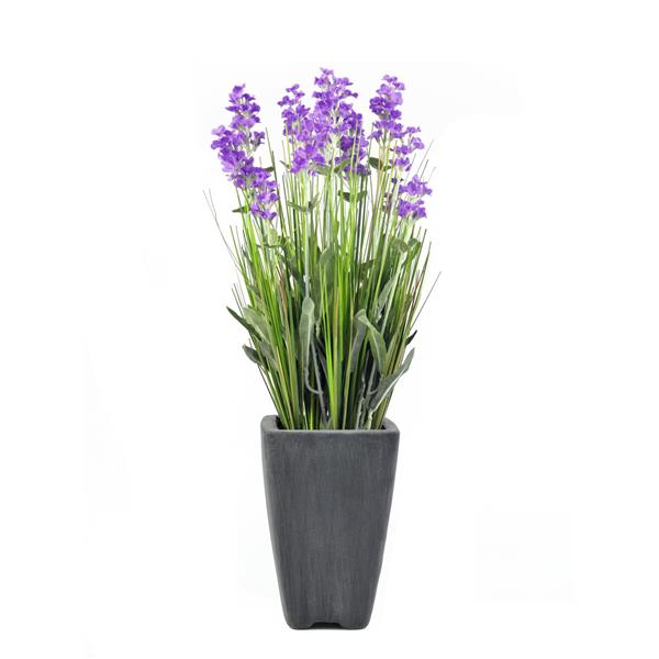 EUROPALMS Lavender, purple, in pot, 45cm
